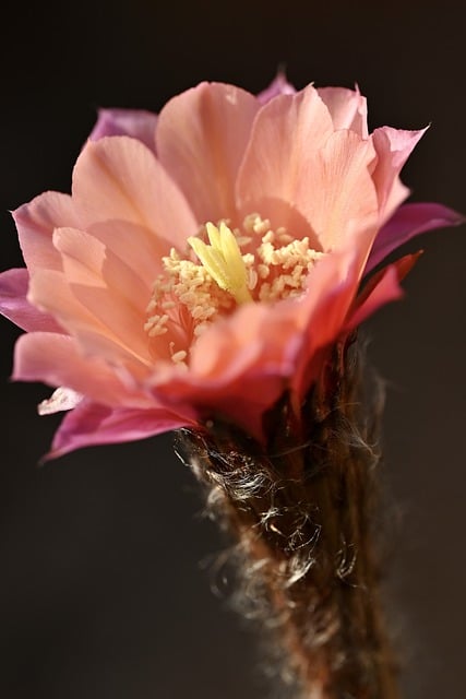 Scarica gratuitamente l'immagine gratuita di fiore cactus fiore rosa sbocciato da modificare con l'editor di immagini online gratuito GIMP