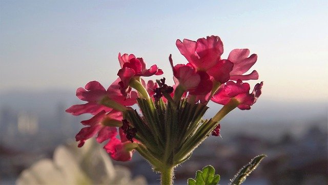 Kostenloser Download Blume Chichewa Pink Natural - kostenloses Foto oder Bild zur Bearbeitung mit dem Online-Bildeditor GIMP