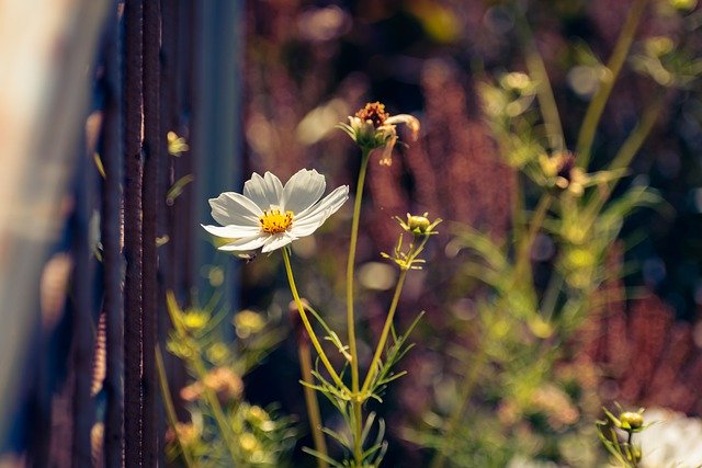 Free download Flower Cosmos Cosmea -  free photo or picture to be edited with GIMP online image editor