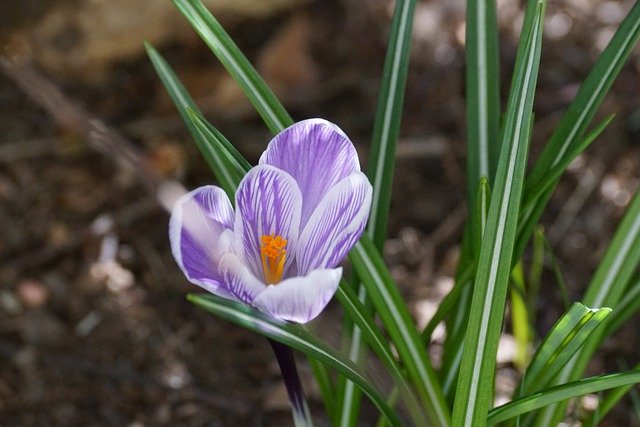 Free download flower crocus nature bloom blossom free picture to be edited with GIMP free online image editor