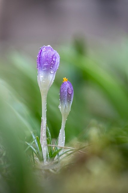 Free download flower crocus spring nature garden free picture to be edited with GIMP free online image editor