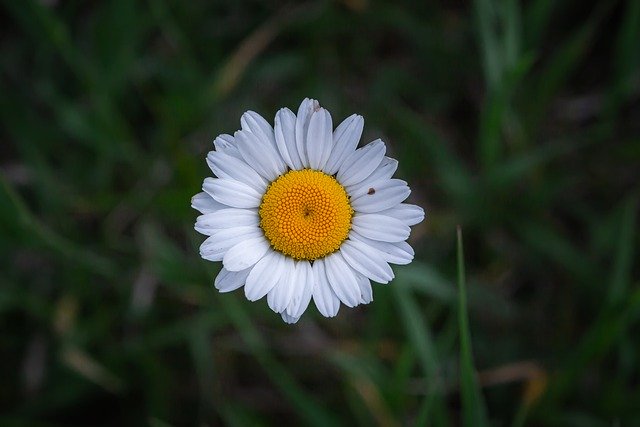 Free download flower daisy bloom nature free picture to be edited with GIMP free online image editor