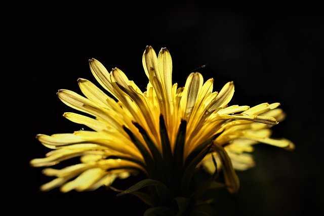 Free download flower dandelion plant pollen free picture to be edited with GIMP free online image editor