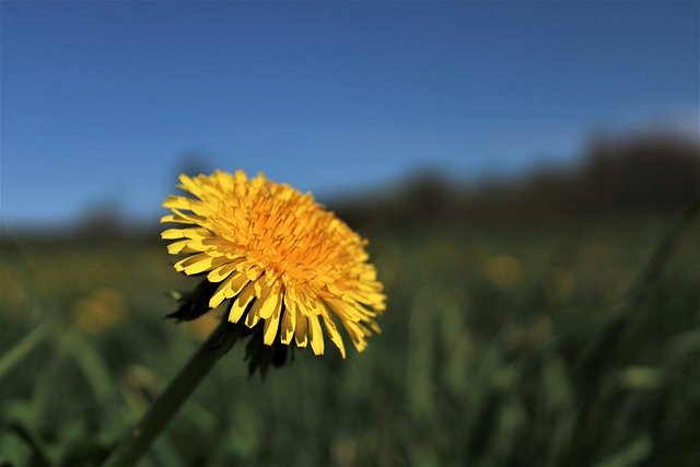 Free download flower dandelion wildflower spring free picture to be edited with GIMP free online image editor