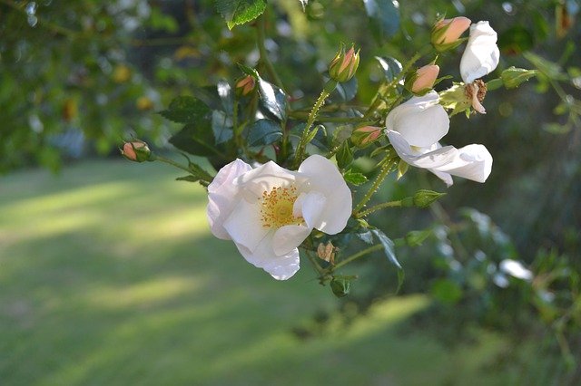 تنزيل Flower Dogrose Pink مجانًا - صورة مجانية أو صورة ليتم تحريرها باستخدام محرر الصور عبر الإنترنت GIMP