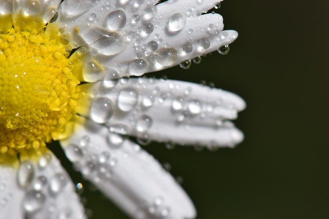 Ücretsiz indir Flower Drops Nature - GIMP çevrimiçi resim düzenleyici ile düzenlenecek ücretsiz fotoğraf veya resim