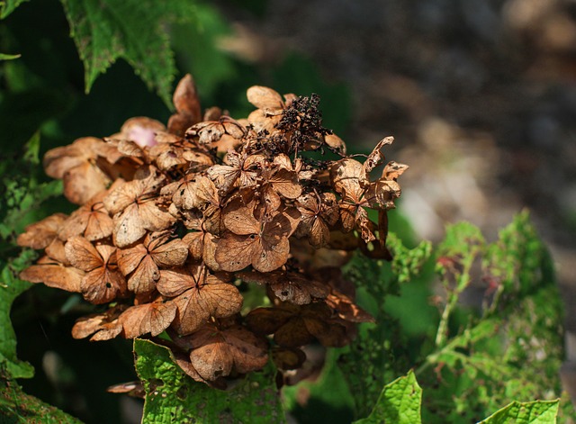 Free download flower dying nature plant brown free picture to be edited with GIMP free online image editor