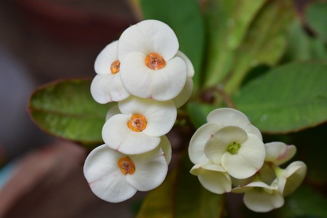 تنزيل Flower Euphorbia Blossom مجانًا - صورة أو صورة مجانية ليتم تحريرها باستخدام محرر الصور عبر الإنترنت GIMP