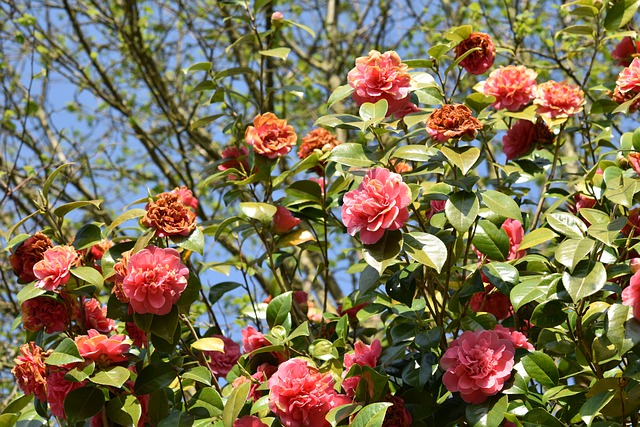 Free download flower flowers of camellia free picture to be edited with GIMP free online image editor