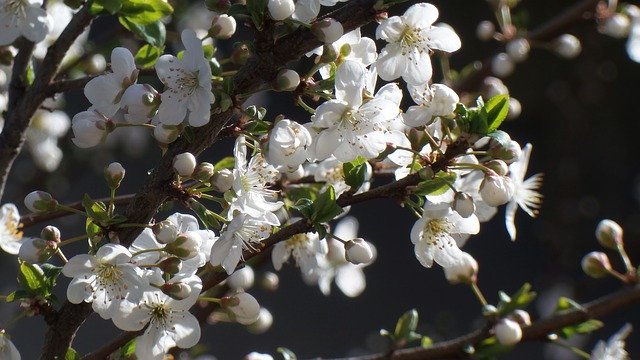 Безкоштовне завантаження Flower Flowers Plum Blossom - безкоштовна фотографія або зображення для редагування за допомогою онлайн-редактора зображень GIMP