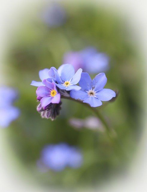 Free download flower flowers spring nature blue free picture to be edited with GIMP free online image editor