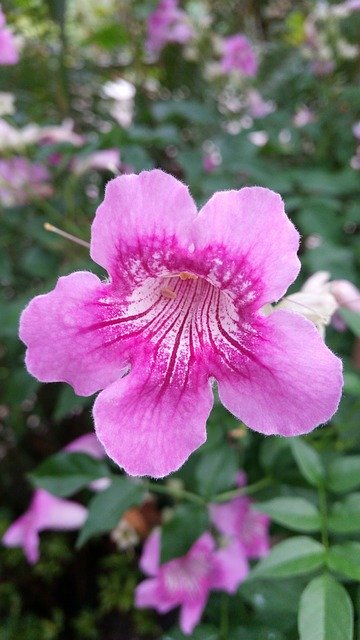 ດາວໂຫຼດຟຼີ Flowers Thailand - ຟຼີຮູບຫຼືຮູບທີ່ຈະແກ້ໄຂດ້ວຍຕົວແກ້ໄຂຮູບພາບອອນໄລນ໌ GIMP