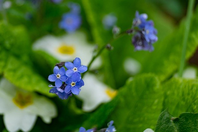 Free download flower forget me not garden spring free picture to be edited with GIMP free online image editor