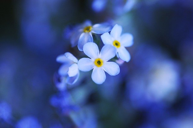 Free download flower forget me not spring nature free picture to be edited with GIMP free online image editor