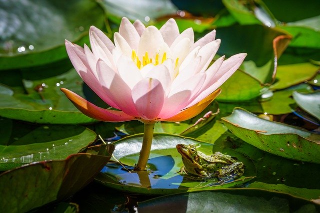 Free download flower frog amphibian water lily free picture to be edited with GIMP free online image editor