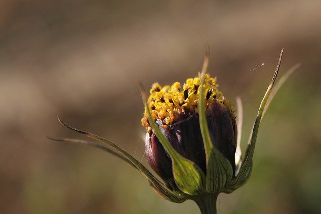 Descarga gratuita de imágenes gratuitas de flora y brotes de plantas de jardín de flores para editar con el editor de imágenes en línea gratuito GIMP