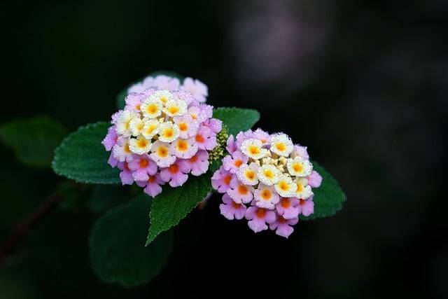 Libreng download flower lantana verbena dew trickle free picture na ie-edit gamit ang GIMP free online image editor