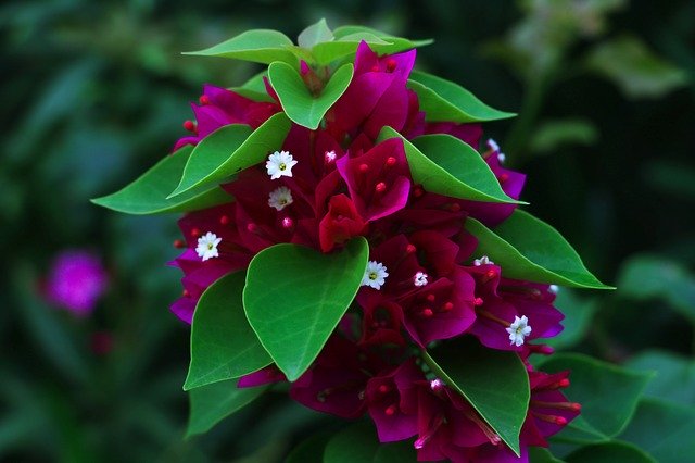 Free download flower macro plant closeup nature free picture to be edited with GIMP free online image editor