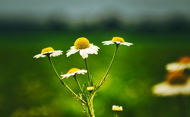 ດາວໂຫຼດຟຣີ Flower Mageritten Green - ຮູບພາບຫຼືຮູບພາບທີ່ບໍ່ເສຍຄ່າເພື່ອແກ້ໄຂດ້ວຍຕົວແກ້ໄຂຮູບພາບອອນໄລນ໌ GIMP