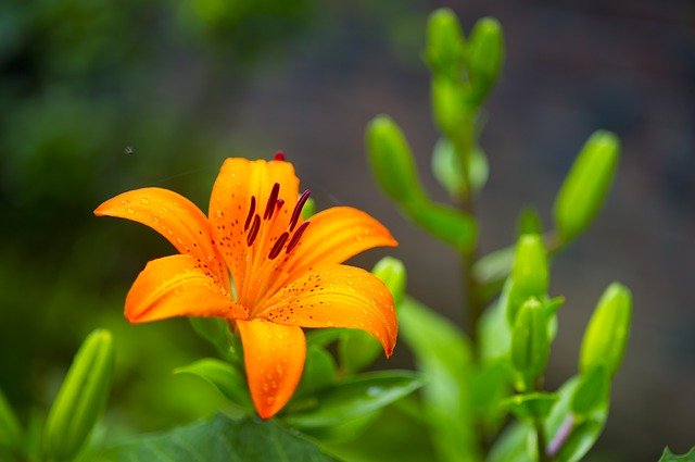 ดาวน์โหลดฟรี flower my flowers nature ฟรีรูปภาพที่จะแก้ไขด้วย GIMP โปรแกรมแก้ไขรูปภาพออนไลน์ฟรี