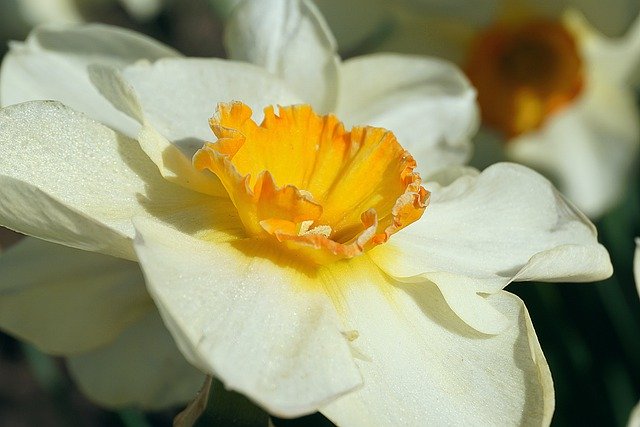 Free download flower narcissus daffodil free picture to be edited with GIMP free online image editor