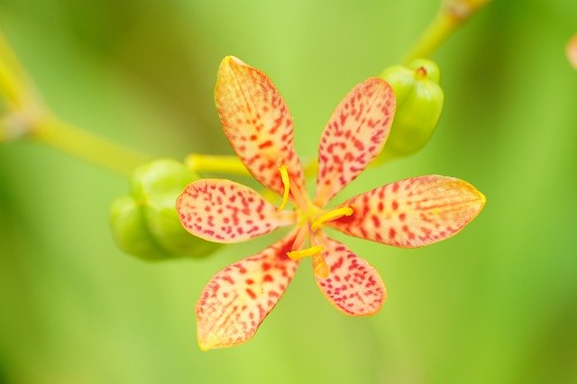 ดาวน์โหลดฟรี Flower Nature Honey - ภาพถ่ายหรือรูปภาพฟรีที่จะแก้ไขด้วยโปรแกรมแก้ไขรูปภาพออนไลน์ GIMP