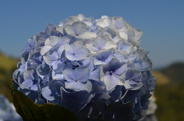 ດາວໂຫຼດຟຣີດອກໄມ້ທໍາມະຊາດ Hydrangea - ຮູບພາບຫຼືຮູບພາບທີ່ບໍ່ເສຍຄ່າເພື່ອແກ້ໄຂດ້ວຍຕົວແກ້ໄຂຮູບພາບອອນໄລນ໌ GIMP