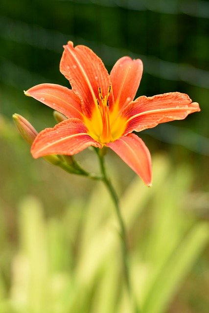 Free download flower orange lily lily nature free picture to be edited with GIMP free online image editor