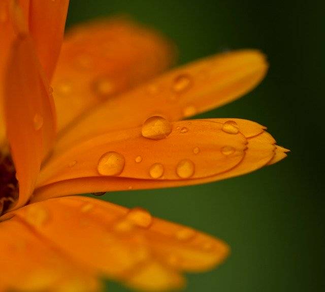 Kostenloser Download Flower Orange Water Drop Of - kostenloses Foto oder Bild zur Bearbeitung mit GIMP Online-Bildbearbeitung