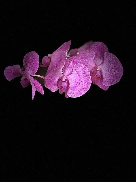 Descarga gratuita de la plantilla de fotografía gratuita Flower Orchid Plant para editar con el editor de imágenes en línea GIMP