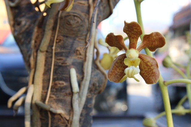 ດາວໂຫຼດຟຣີດອກກ້ວຍໄມ້ Orchid Wild - ຮູບພາບຫຼືຮູບພາບທີ່ບໍ່ເສຍຄ່າເພື່ອແກ້ໄຂດ້ວຍບັນນາທິການຮູບພາບອອນໄລນ໌ GIMP