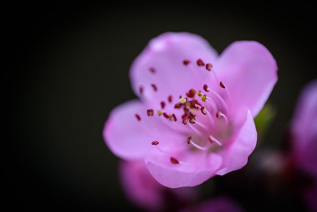 Free download flower peach blossom macro close up free picture to be edited with GIMP free online image editor