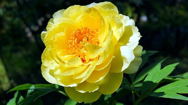 मुफ्त डाउनलोड फूल Peony Peonies - GIMP ऑनलाइन छवि संपादक के साथ संपादित की जाने वाली मुफ्त तस्वीर या तस्वीर