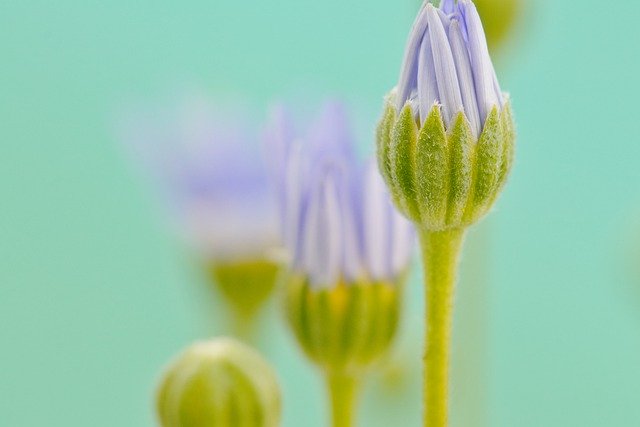 Free download flower petals buds stamen flora free picture to be edited with GIMP free online image editor