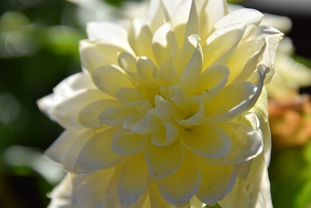 Free download flower petals dahlia plant sun free picture to be edited with GIMP free online image editor