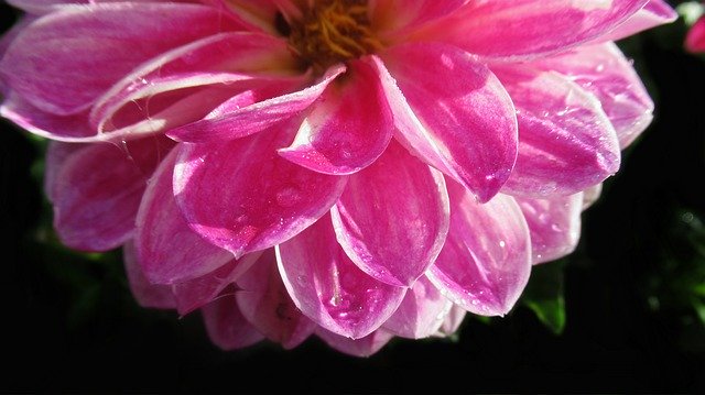 تنزيل Flower Pink Dahlia مجانًا - صورة أو صورة مجانية ليتم تحريرها باستخدام محرر الصور عبر الإنترنت GIMP