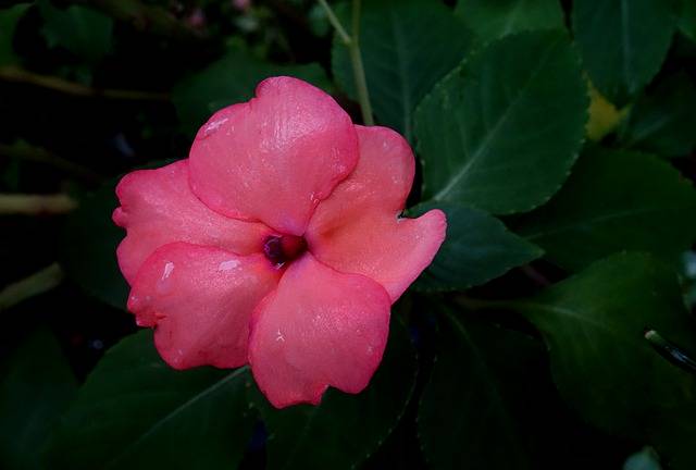 Libreng pag-download ng bulaklak pink na bulaklak flora kalikasan libreng larawan na ie-edit gamit ang GIMP libreng online na editor ng imahe