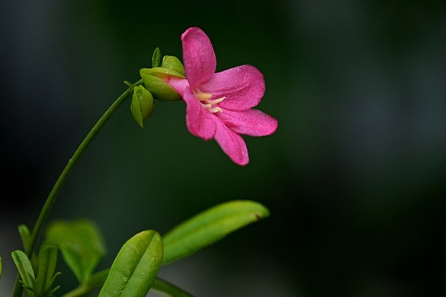 Free download flower pink flower petals free picture to be edited with GIMP free online image editor