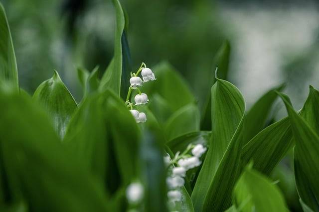 Free download flower plant leaf outdoors free picture to be edited with GIMP free online image editor