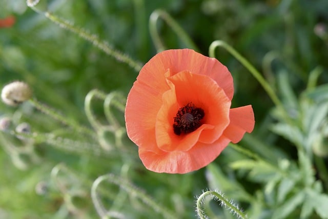 Téléchargement gratuit fleur coquelicot fleur botanique fleur image gratuite à éditer avec l'éditeur d'images en ligne gratuit GIMP