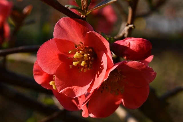 Free download flower red garden spring free picture to be edited with GIMP free online image editor