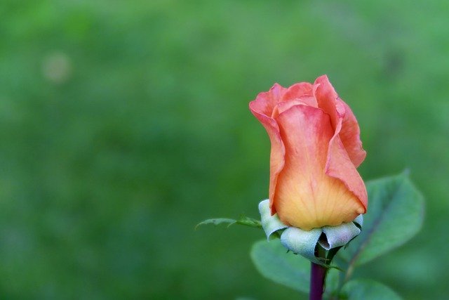 Free download flower rose orange rose bud botany free picture to be edited with GIMP free online image editor