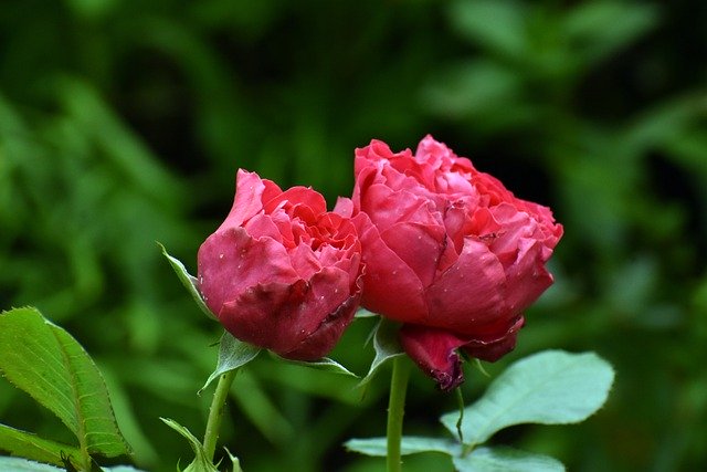 Téléchargement gratuit d'une image gratuite de fleur rose plante jardin vert à modifier avec l'éditeur d'images en ligne gratuit GIMP