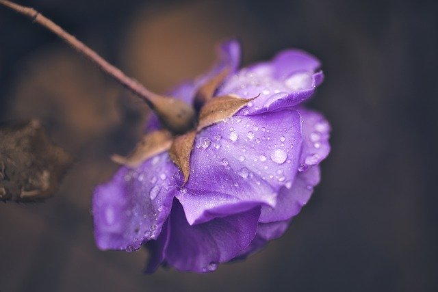 Free download flower rose rain spring droplets free picture to be edited with GIMP free online image editor