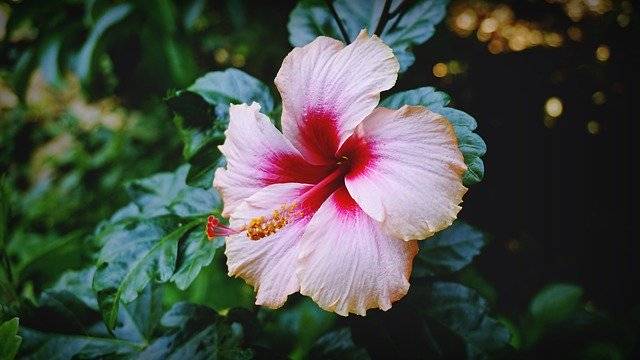 ফ্রি ডাউনলোড ফ্লাওয়ারস বিউটিফুল প্ল্যান্ট - জিআইএমপি অনলাইন ইমেজ এডিটর দিয়ে বিনামূল্যে ছবি বা ছবি সম্পাদনা করা হবে