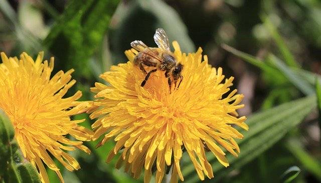 ດາວ​ໂຫຼດ​ຟຣີ Flowers Bee Pollination - ຮູບ​ພາບ​ຫຼື​ຮູບ​ພາບ​ຟຣີ​ຟຣີ​ທີ່​ຈະ​ໄດ້​ຮັບ​ການ​ແກ້​ໄຂ​ທີ່​ມີ GIMP ອອນ​ໄລ​ນ​໌​ບັນ​ນາ​ທິ​ການ​ຮູບ​ພາບ​