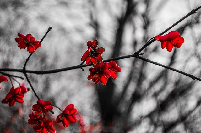 Free download flowers black and white red view free picture to be edited with GIMP free online image editor