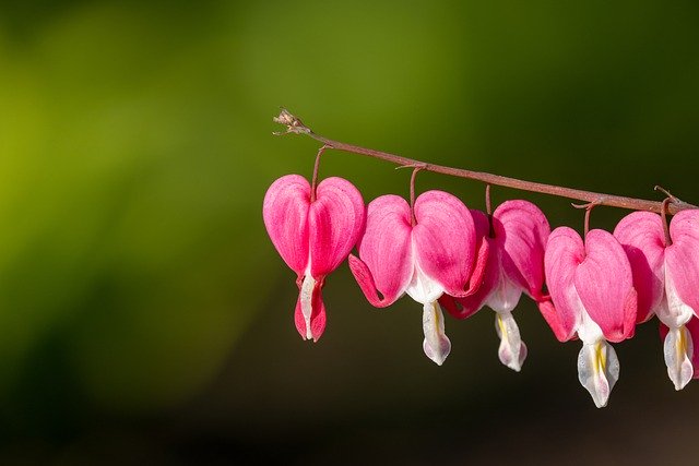 Free download flowers bleeding heart petals free picture to be edited with GIMP free online image editor