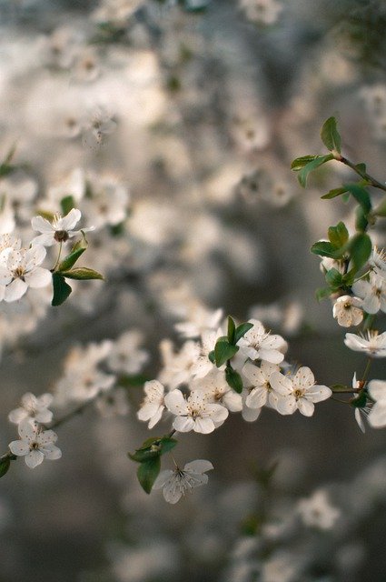 Téléchargement gratuit d'une image gratuite de fleurs de jardin de printemps à modifier avec l'éditeur d'images en ligne gratuit GIMP