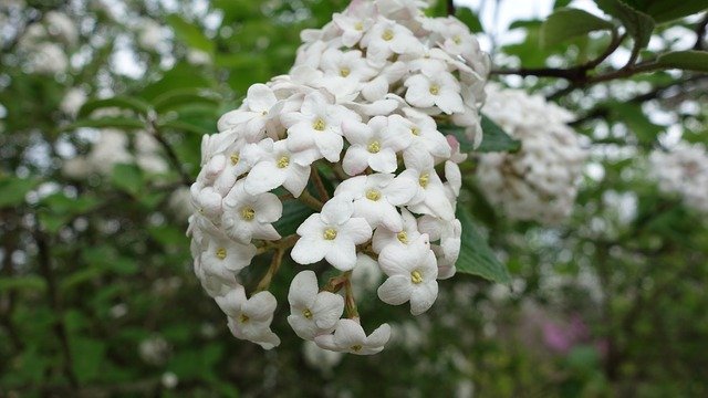 ফ্রি ডাউনলোড ফ্লাওয়ারস ব্লুমিং ক্লোজ - জিআইএমপি অনলাইন ইমেজ এডিটর দিয়ে বিনামূল্যে ছবি বা ছবি সম্পাদনা করা হবে